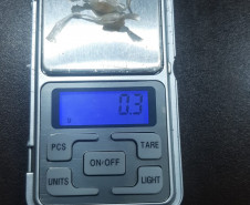 PCPR prende casal em flagrante por tráfico de drogas em Sertanópolis