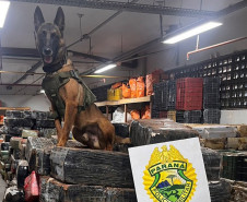 PCPR e PMPR apreendem quase 150 toneladas de drogas com apoio de cães em 2025