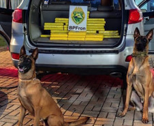 PCPR e PMPR apreendem quase 150 toneladas de drogas com apoio de cães em 2025