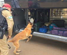 PCPR e PMPR apreendem quase 150 toneladas de drogas com apoio de cães em 2025