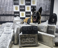 PCPR e GCM prendem homem em flagrante e apreende 30 kg de maconha modificada em Curitiba