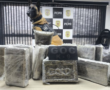 PCPR e GCM prendem homem em flagrante e apreende 30 kg de maconha modificada em Curitiba