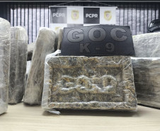 PCPR e GCM prendem homem em flagrante e apreende 30 kg de maconha modificada em Curitiba