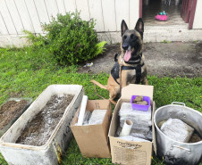 PCPR e GCM prendem homem em flagrante e apreende 30 kg de maconha modificada em Curitiba