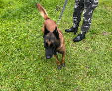 PCPR e PMPR prendem casal em flagrante por tráfico de drogas e associação ao tráfico de drogas em Quitandinha