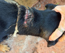 PCPR prende mulher em flagrante por maus-tratos aos animais em Alto Paraná 