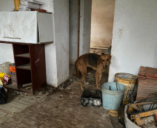 PCPR prende homem por posse irregular de arma e outros crimes em Araucária