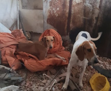 PCPR prende homem por posse irregular de arma e outros crimes em Araucária