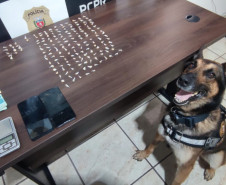 PCPR desarticula esquema de tráfico e prende quatro pessoas em flagrante em Guaratuba 