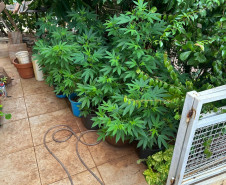 PCPR localiza laboratório de produção de maconha e prende homem em Londrina