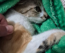 PCPR e PMPR prendem mulher estrangeira em flagrante por arremessar um gato de um prédio em Curitiba