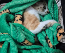 PCPR e PMPR prendem mulher estrangeira em flagrante por arremessar um gato de um prédio em Curitiba