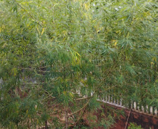 PCPR apreende pé de maconha em Mirador