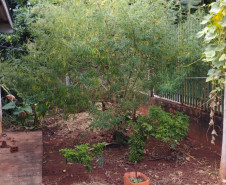 PCPR apreende pé de maconha em Mirador