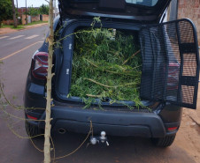 PCPR apreende pé de maconha em Mirador