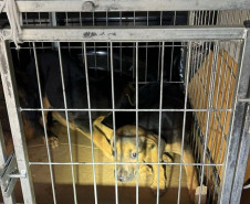 PCPR prende homem em flagrante por maus-tratos a animais em Rio Branco do Sul 