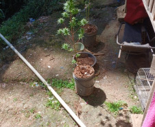 PCPR prende homem em flagrante por tráfico de drogas em Campo Magro 