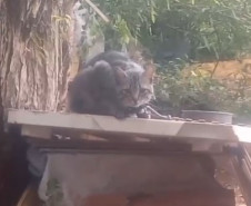 PCPR e Guarda Municipal prendem homem por maus tratos e resgata quatro gatos em Ponta Grossa 