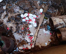 PCPR e PMPR desarticulam esquema de tráfico de drogas e prendem quatro pessoas em Foz do Iguaçu