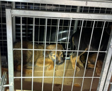 PCPR prende homem em flagrante por maus-tratos a animais em Rio Branco do Sul 