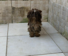 PCPR prende mulher em flagrante e resgata 80 animais em situação de maus-tratos em Curitiba 