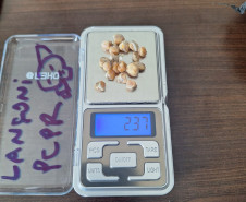 PCPR prende duas pessoas por tráfico de drogas em Piraquara