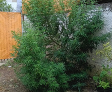 PCPR prende homem por tráfico de drogas e apreende animal silvestre durante operação em Curitiba