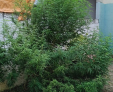 PCPR prende homem por tráfico de drogas e apreende animal silvestre durante operação em Curitiba