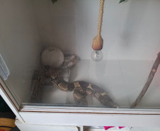 PCPR prende homem por tráfico de drogas e apreende animal silvestre durante operação em Curitiba