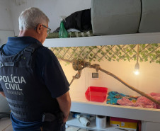 PCPR prende homem por tráfico de drogas e apreende animal silvestre durante operação em Curitiba