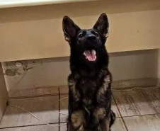 PCPR e GCM prendem homem em flagrante por tráfico de drogas em Ponta Grossa