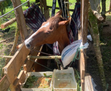 PCPR prende homem em flagrante por tráfico de drogas, maus-tratos a animal e outros delitos em Quatro Barras