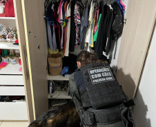 PCPR prende duas pessoas e apreende R$ 162 mil em haxixe durante operação na RMC