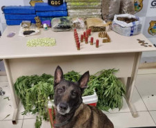 PCPR, PMPR e GCM prendem três pessoas durante operação contra o tráfico de drogas em Ponta Grossa