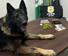 PCPR prende homem em flagrante por tráfico de drogas no bairro São Braz