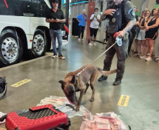 PCPR prende homem que transportava drogas em ônibus interestadual em Londrina