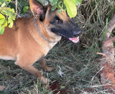 PCPR e GCM prendem três pessoas durante operação em Londrina 
