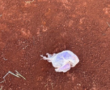 PCPR e GCM prendem três pessoas durante operação em Londrina 