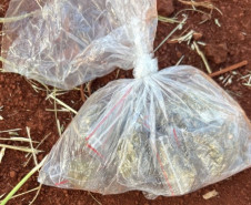 PCPR e GCM prendem três pessoas durante operação em Londrina 