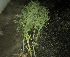 PCPR, PMPR e GCM prendem cinco pessoas e apreendem 11kg de entorpecentes em Rebouças