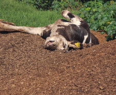PCPR e IAT interrompem descarte irregular de carcaças bovinas e poluição ambiental em Carambeí