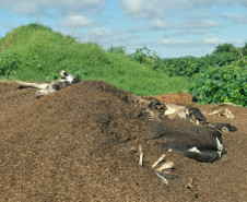 PCPR e IAT interrompem descarte irregular de carcaças bovinas e poluição ambiental em Carambeí