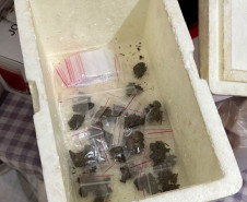 PCPR prende dois homens desarticula esquema de tráfico e distribuição de drogas em Cambé