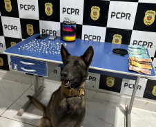 PCPR e PMPR prendem cinco pessoas durante operação deflagrada contra o tráfico de drogas no Oeste 
