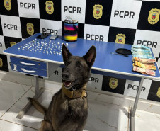 PCPR e PMPR prendem cinco pessoas durante operação deflagrada contra o tráfico de drogas no Oeste 