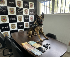 PCPR inspira criação de data oficial em homenagem aos cães operacionais da segurança pública 