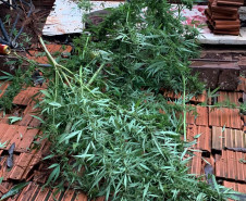 PCPR prende homem por tráfico de drogas e apreende pés de maconha no Norte do Estado