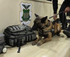 PCPR inspira criação de data oficial em homenagem aos cães operacionais da segurança pública 