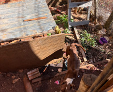 PCPR prende homem por maus-tratos a animal em Tibagi