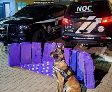 PCPR apreende mais de 227 quilos de maconha e prende três pessoas em ações no Oeste do Estado